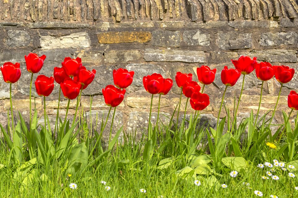 Flora grass garden