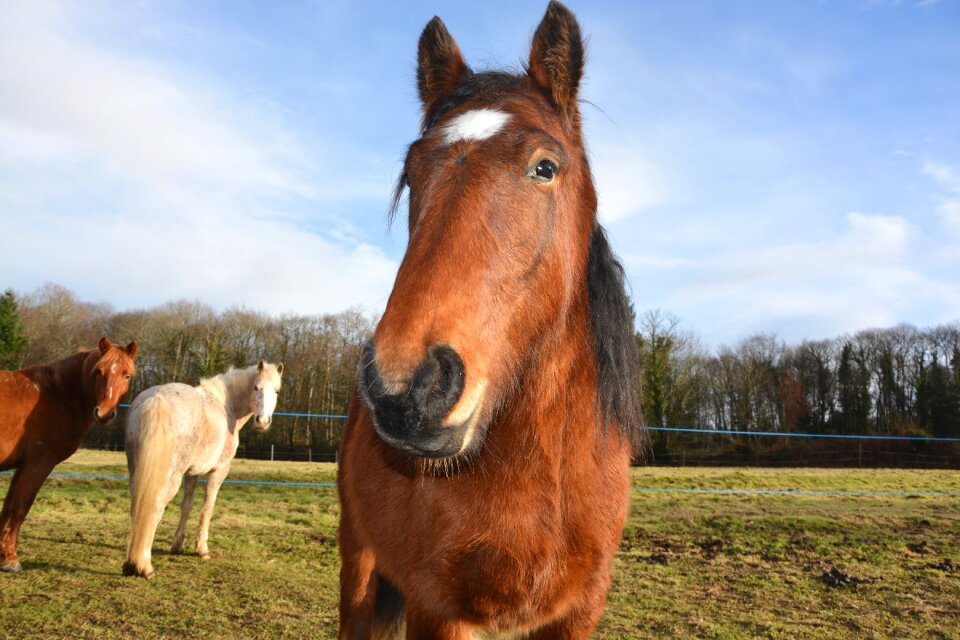 Equines herbivore horseback riding