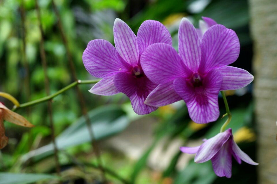 Bloom botany purple