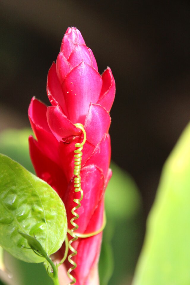 Plant leaf summer