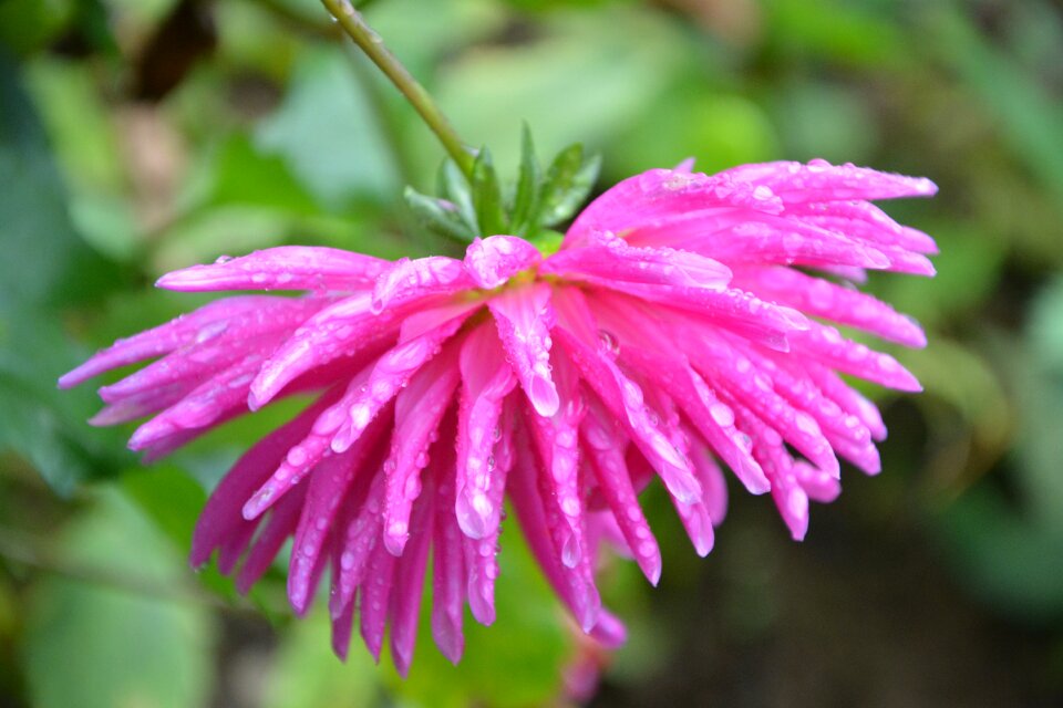 Bouquet garden plants