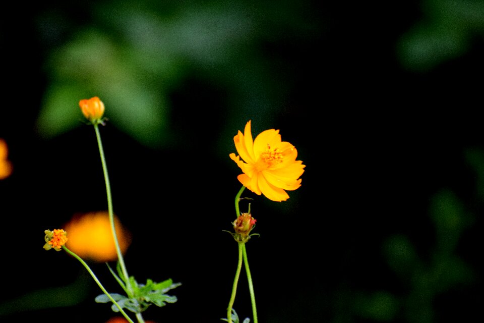Floral blossom bloom