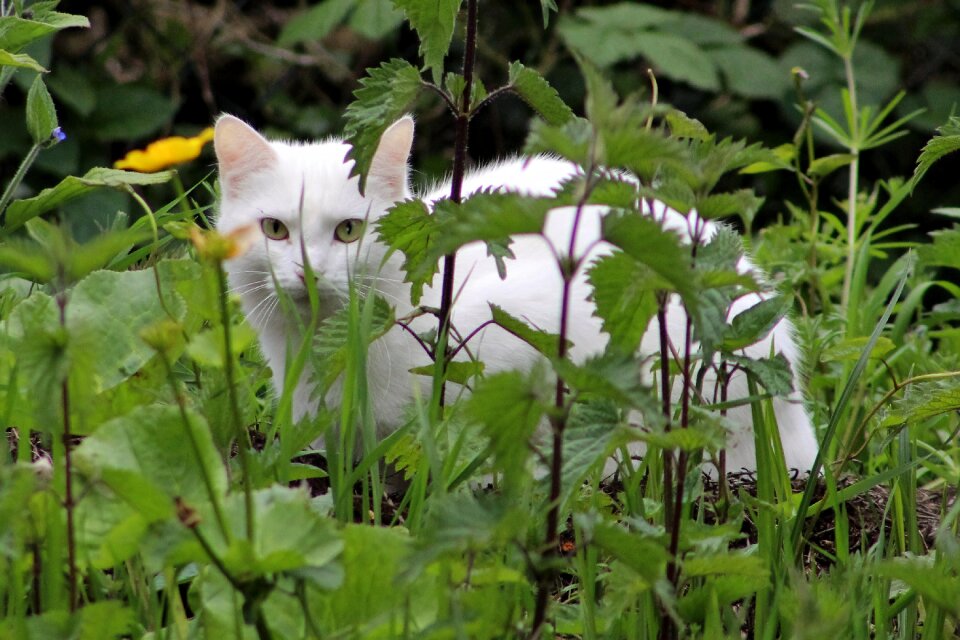 Hiding animal green pets