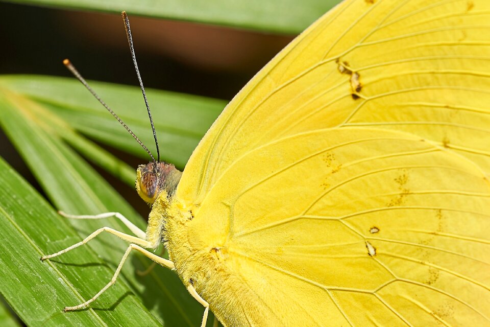 Insect animal close up