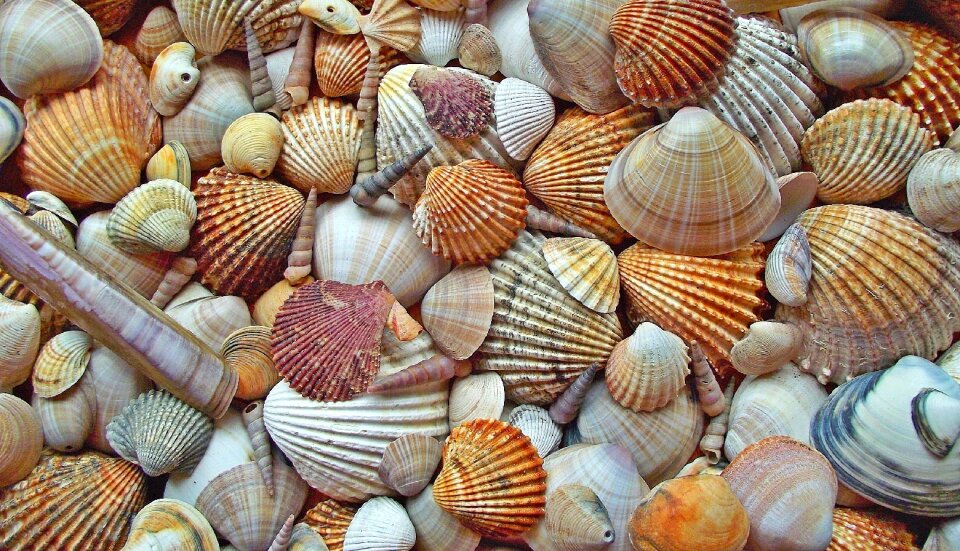 Shells marine nature photo