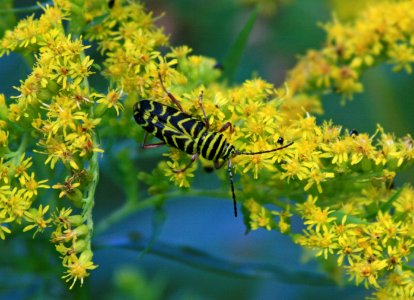 bumble beetle (1248267169)