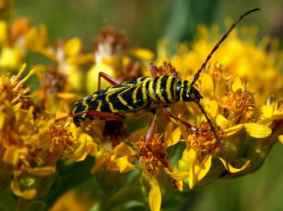 bumble beetle (2839675712)