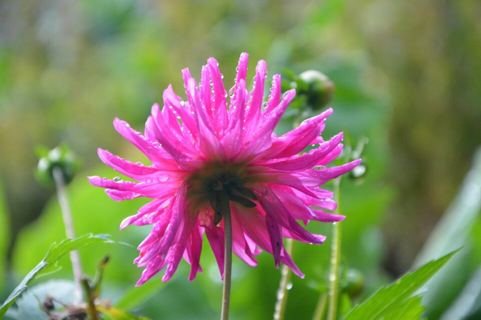 Massif bouquet garden