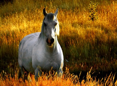 Silver (50392823042)