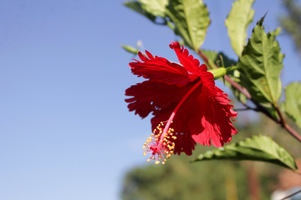 Flower plant blossom