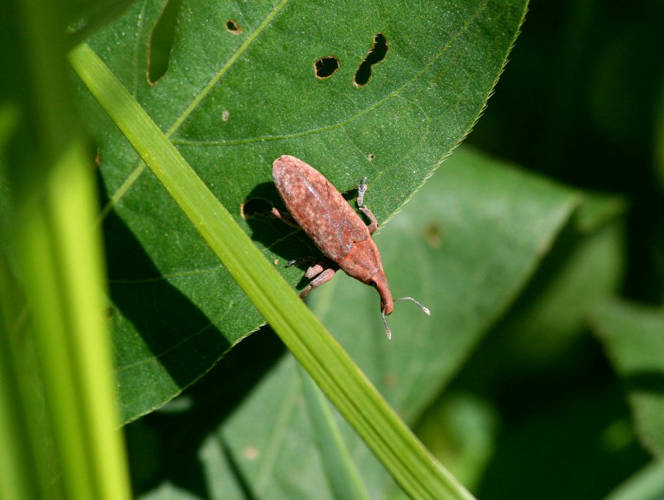 red hippo weevil (710016553)