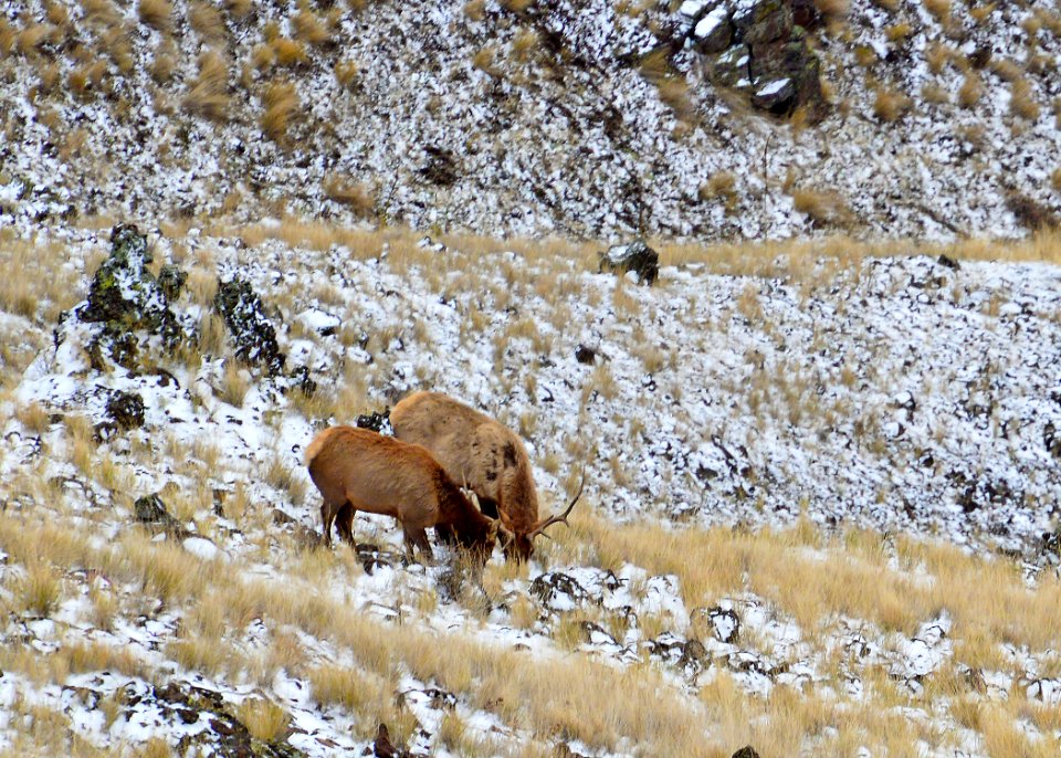 0114 zumwalt bull cow elk swart odfw (27106968812)