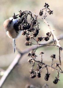 0196 bushtit munsel ODFW (4421084866)