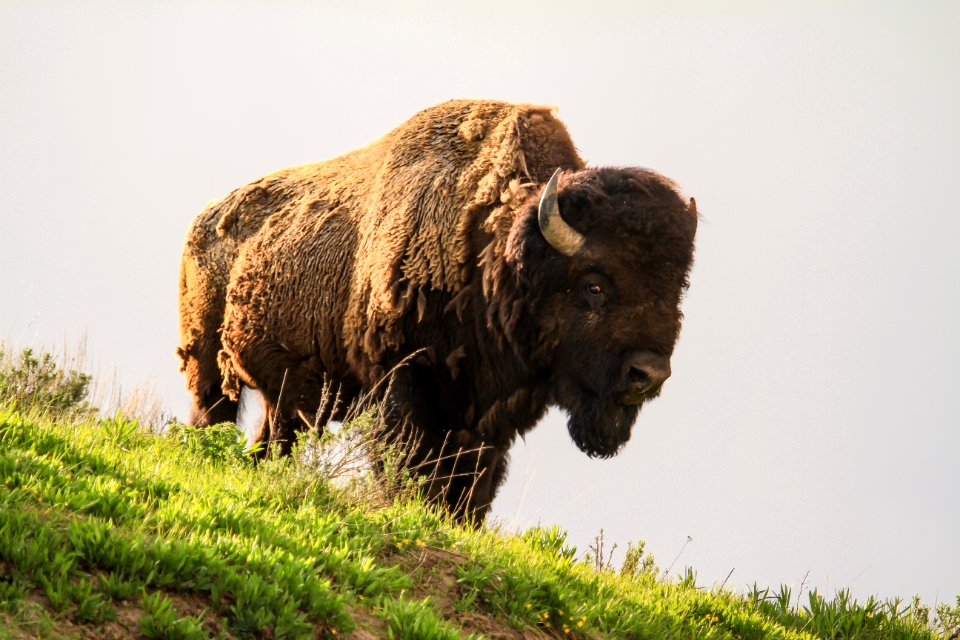 Bison (33233259955)