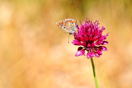Butterfly (38704978961)