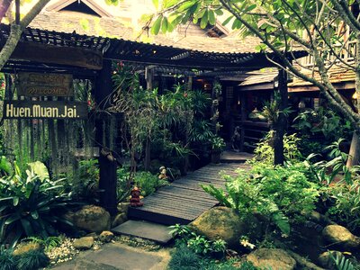 Plants garden tropical