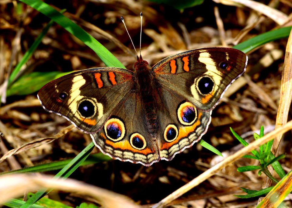 Buckeye (50410007266)
