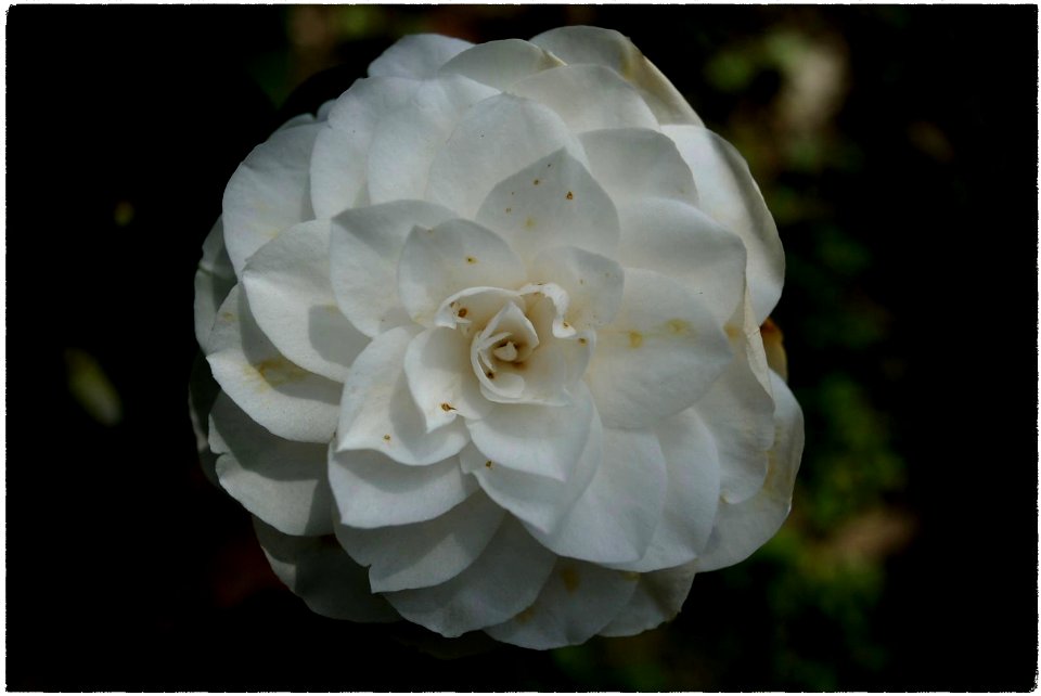 Camelia japonica (49502361208)