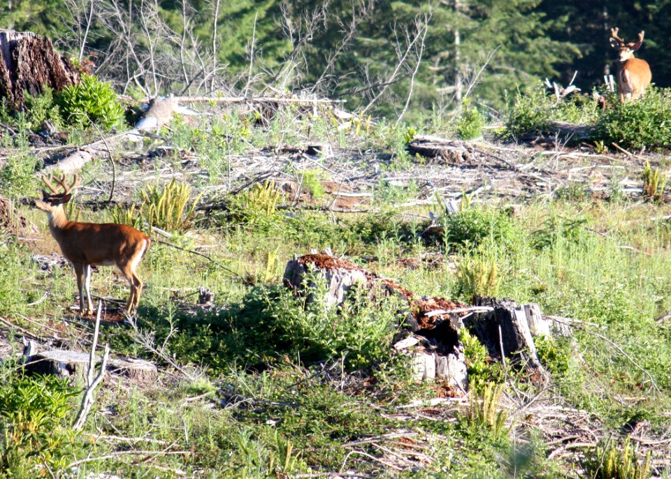 063009 blacktailed deer2 wolfer odfw (4426789241)