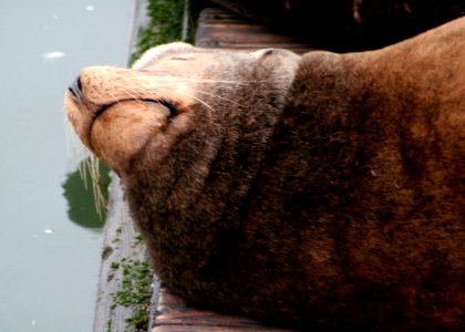 0867 sleeping sealion munsel odfw (4409665498)