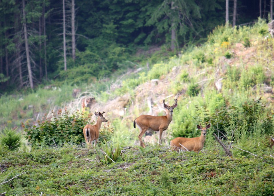 071009 blacktailed deer2 wolfer odfw (4427552382)