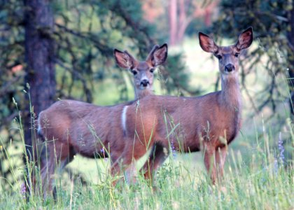 09 mule deer eden bench yuskavitch odfw (4409129391)