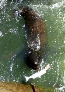 0927 california sealion wright odfw (34638790613)