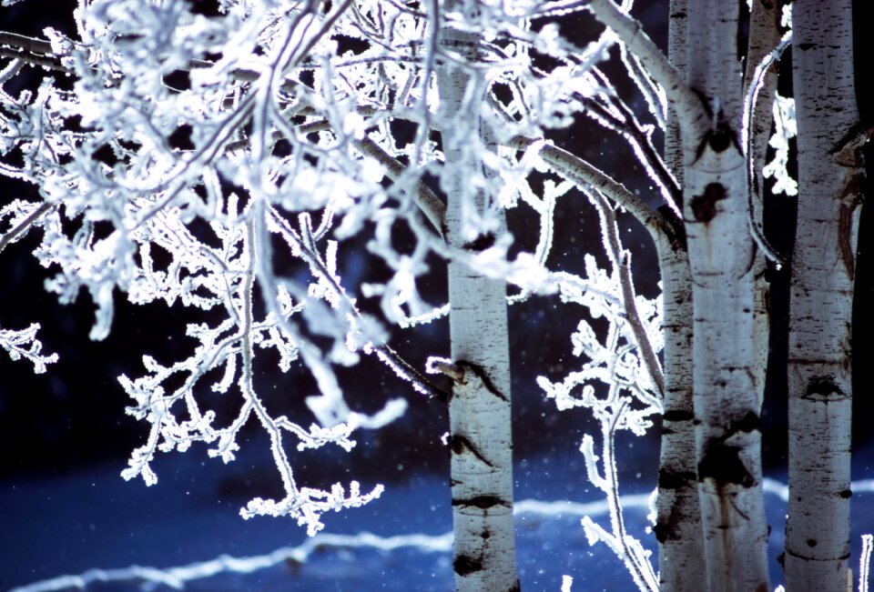 Nature snow winter