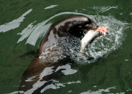 1031 california sealion wright odfw (35281910502)