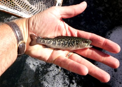 101215 tiger trout to be stocked odfw (24546235641)