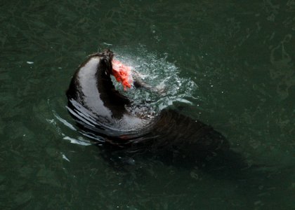 1032b california sealion wright odfw (34638790383)