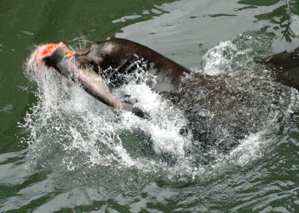 1031b california sealion wright odfw (34638790203)