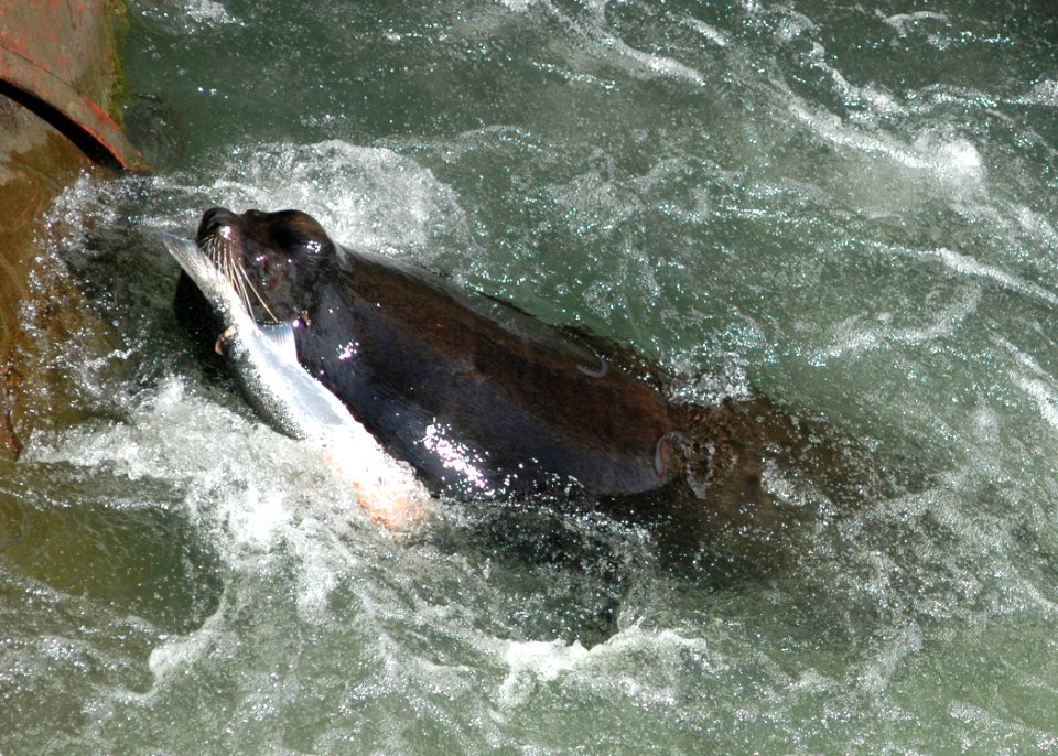 1018 california sealion wright odfw (34638790483)
