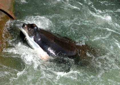 1018 california sealion wright odfw (34638790483)