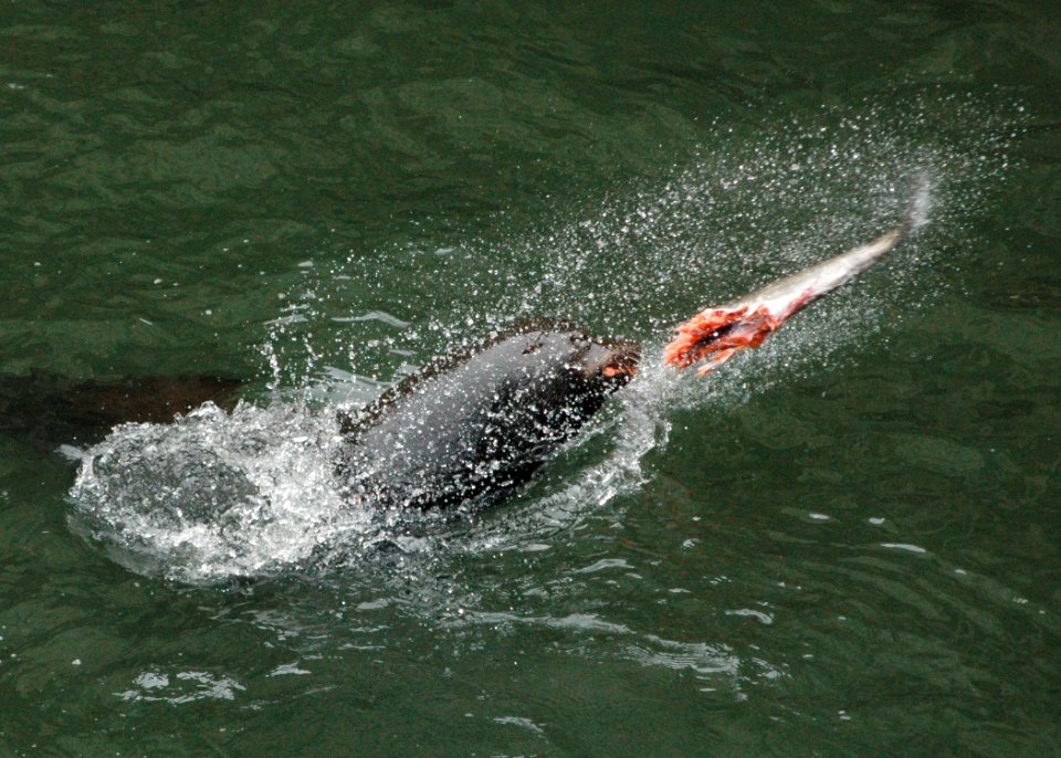 1032 california sealion wright odfw (35281910392)
