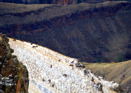 112015 zumwalt canyon elk swart (27169375136)