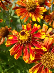 Greens summer flowers calendula photo