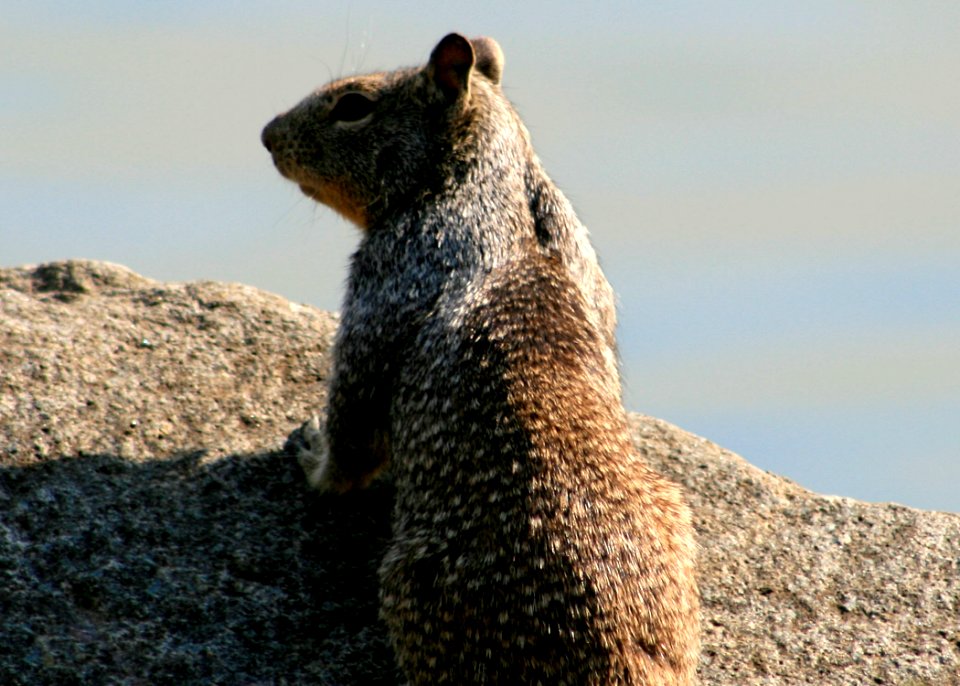 1280 California ground squirrel munsel odfw (4409016261)