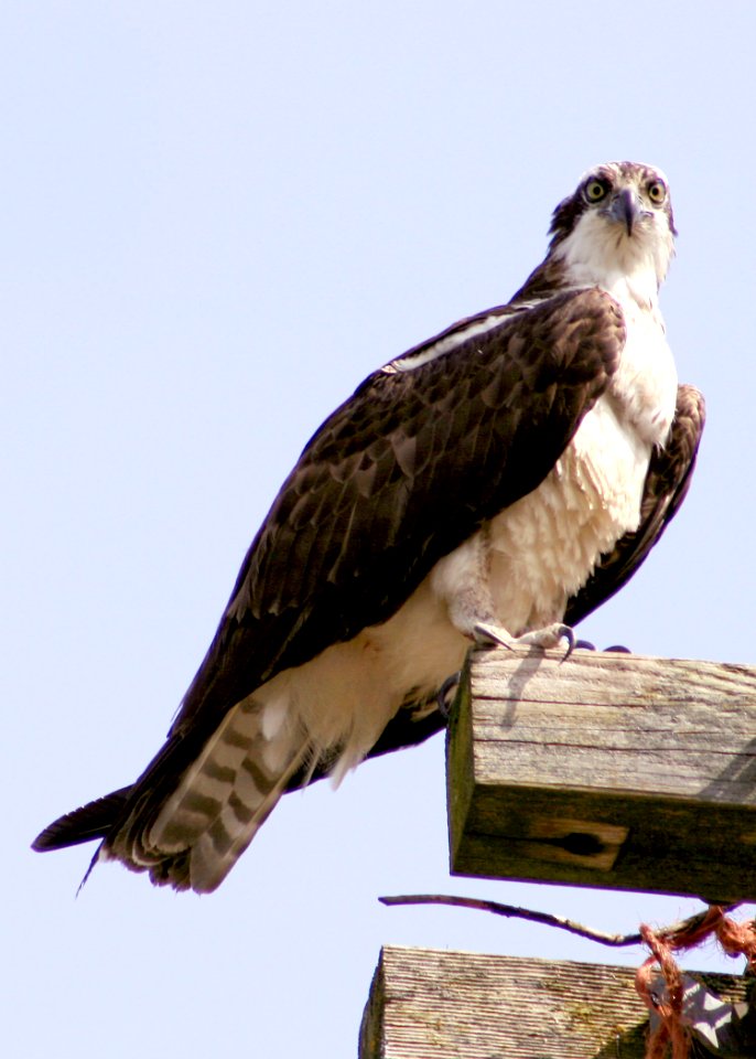 1222 osprey close munsel odfw (4409014319)