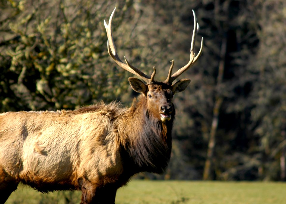 130 roosevelt bull elk portrait yuskavitch odfw (4409053835)