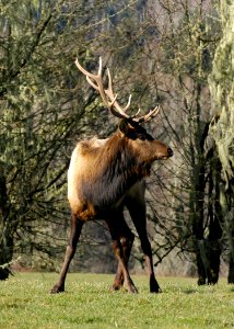 135 vertical roosevelt bull elk yuskavitch odfw (4409054617)