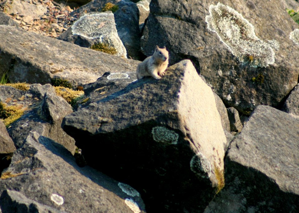 1288 California ground squirrel munsel odfw (4409781352)