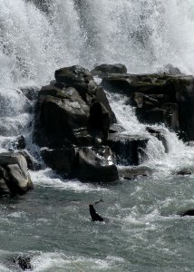 1433 california sealion wright odfw (35281910252)