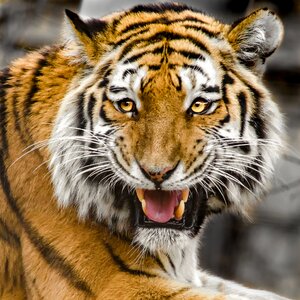 Tiger stripes wild photo