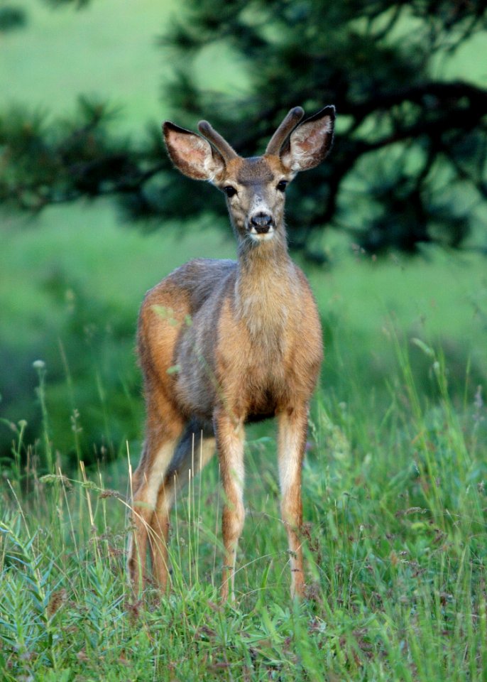 16 mule deer eden bench yuskavitch odfw (4409130625)