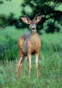 16 mule deer eden bench yuskavitch odfw (4409130625)