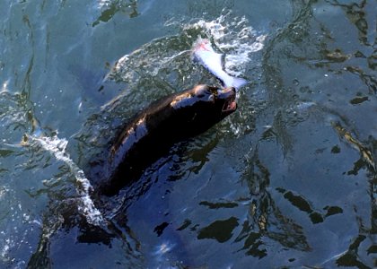 1659 california sealion wright odfw (34638789743)