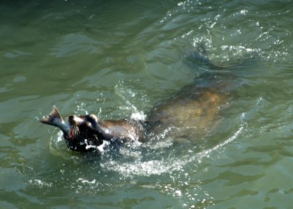 1718 california sealion wright odfw (34606749344)