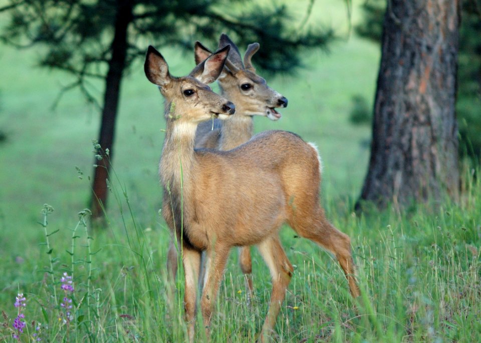 17 mule deer eden bench yuskavitch odfw (4409130505)