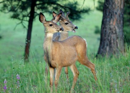 17 mule deer eden bench yuskavitch odfw (4409130505)